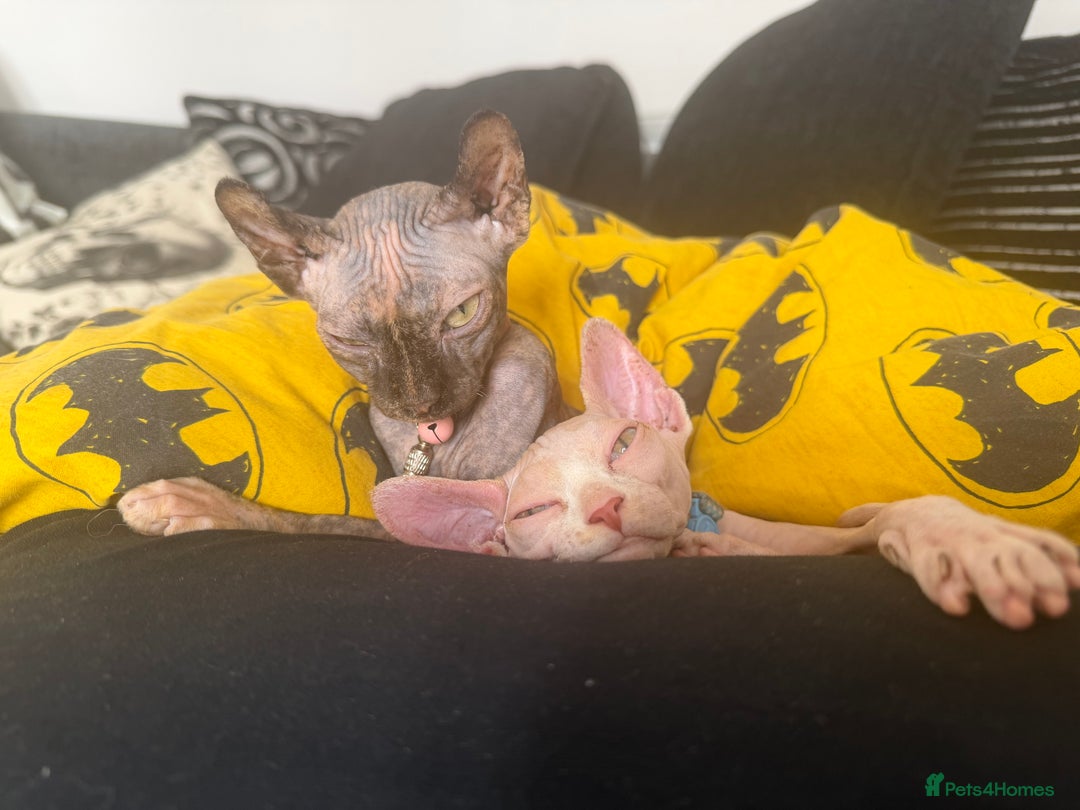 Sphynx cats for sale: Looking for a lap - Image 7