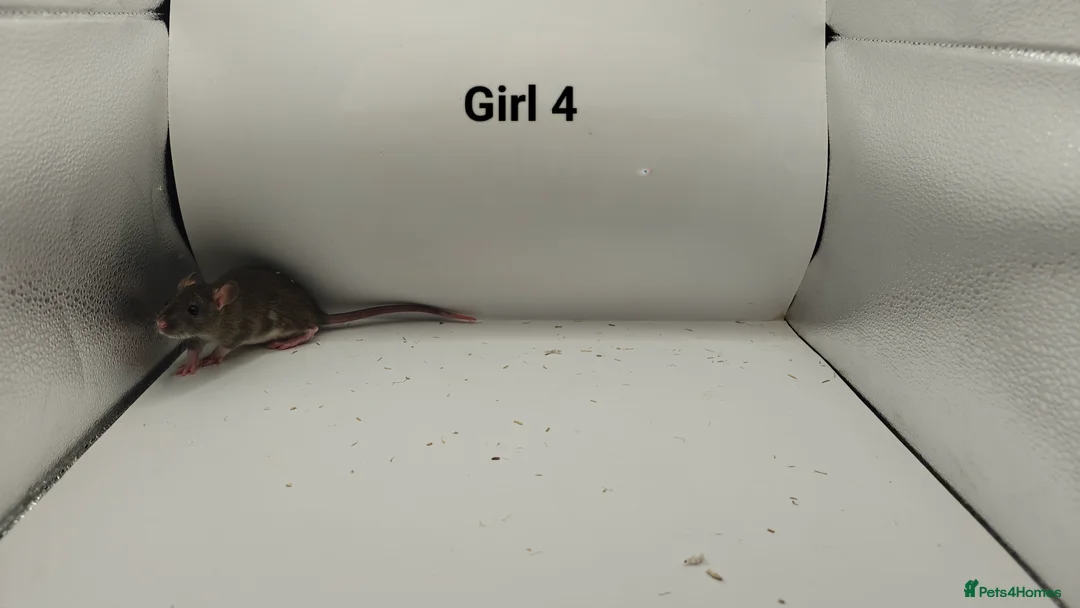 Rat rodents for sale: FEB: 20 Rats (13 Rats: 7 Boys & 6 Girls Left) - Advert 16