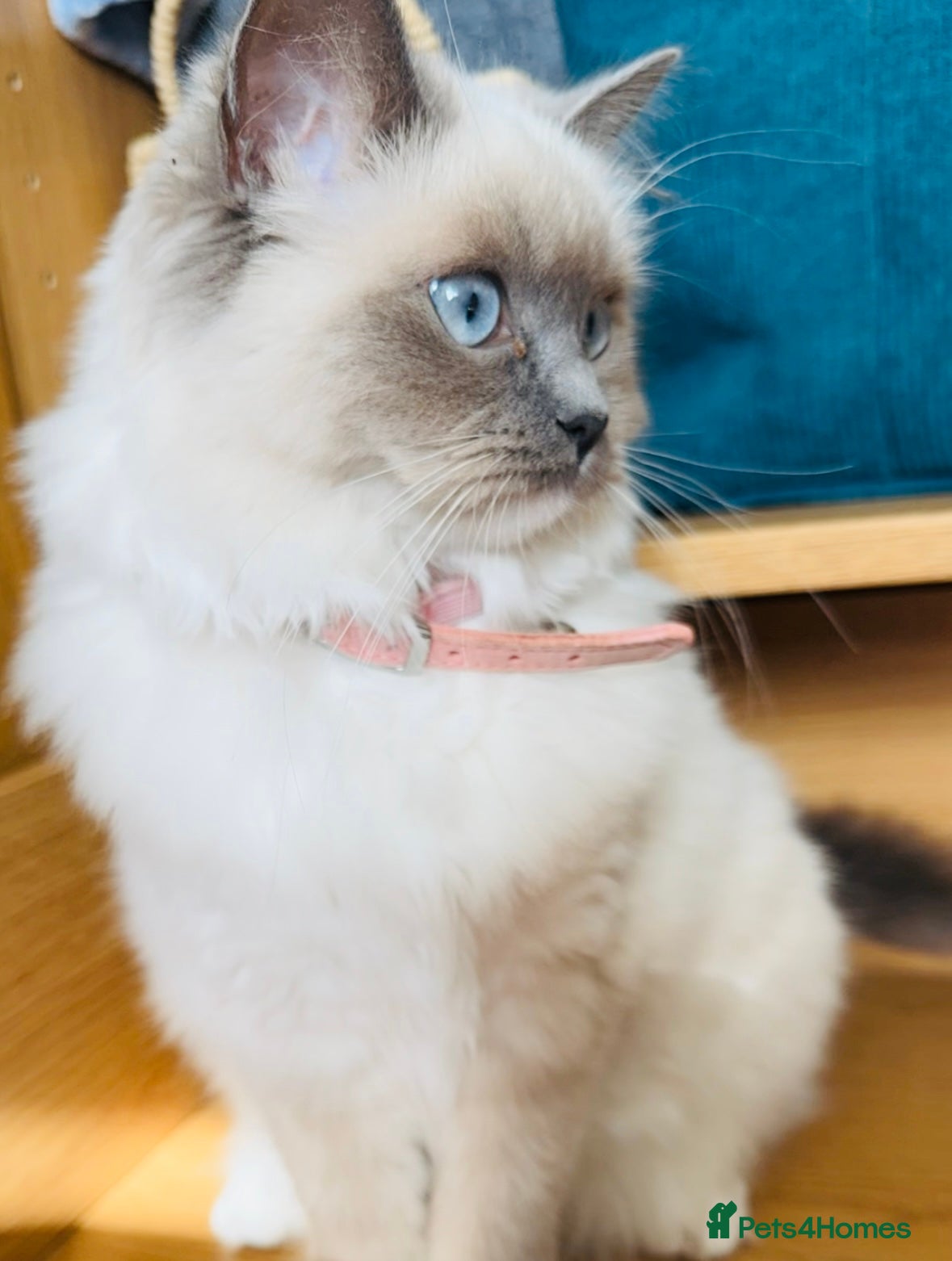 Ragdoll cats 100% Pure Mink and Blue Point Ragdoll Kittens  - Advert 12