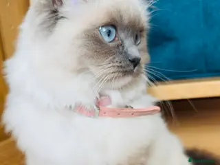 Ragdoll cats 100% Pure Mink and Blue Point Ragdoll Kittens - Advert 1