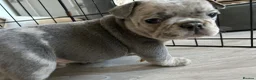 French Bulldog dogs for sale: French Bulldog puppies Ready 11th April - Advert 12