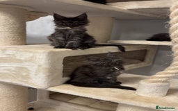 Maine Coon cats for sale: Precious little babies ❤️💙 - Image 5