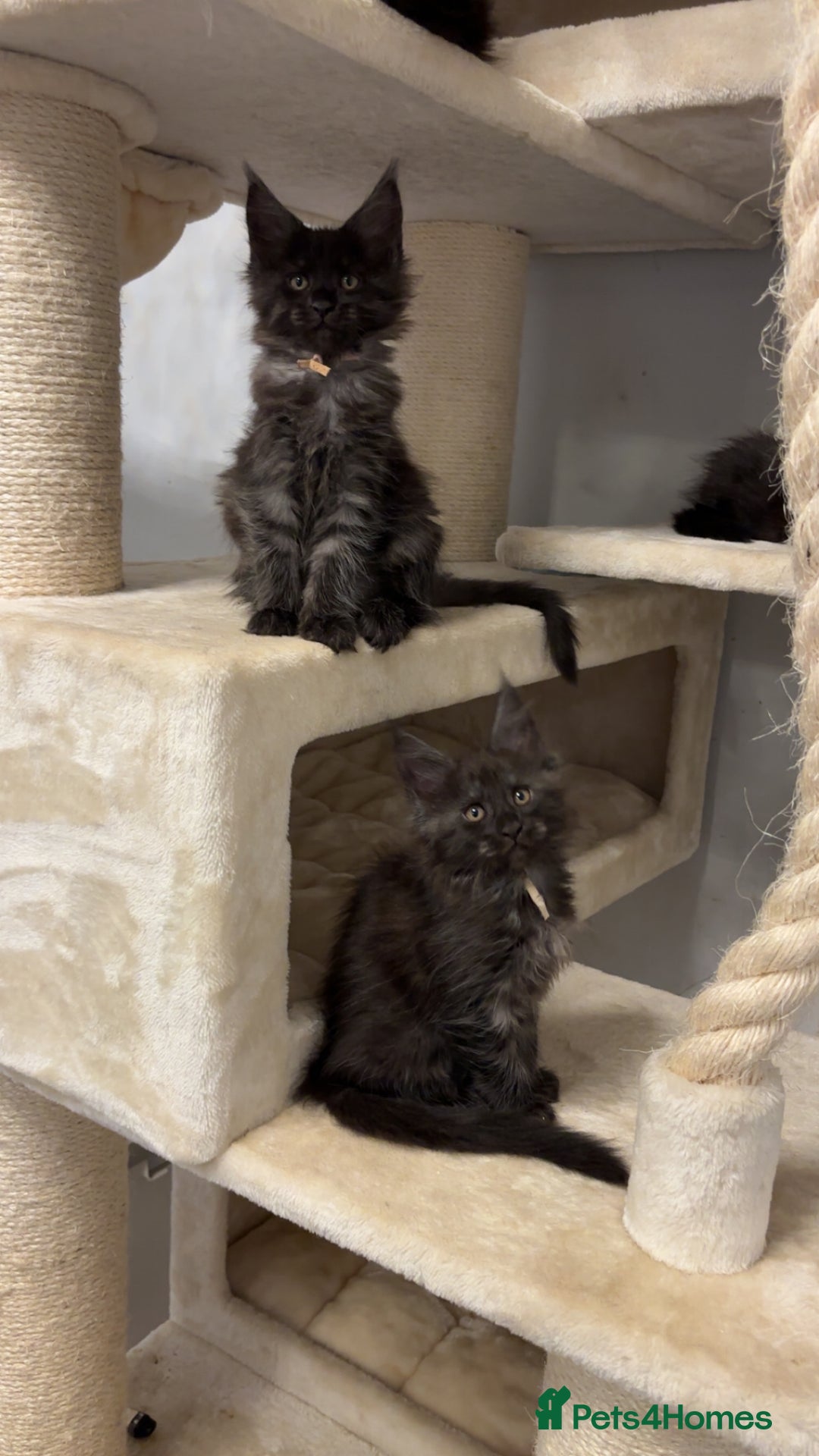 Maine Coon cats for sale: Precious little babies ❤️💙 - Image 5