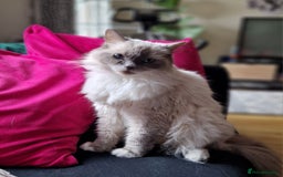 Ragdoll cats for sale: 2 ragdoll x british shorthair kittens  - Image 10