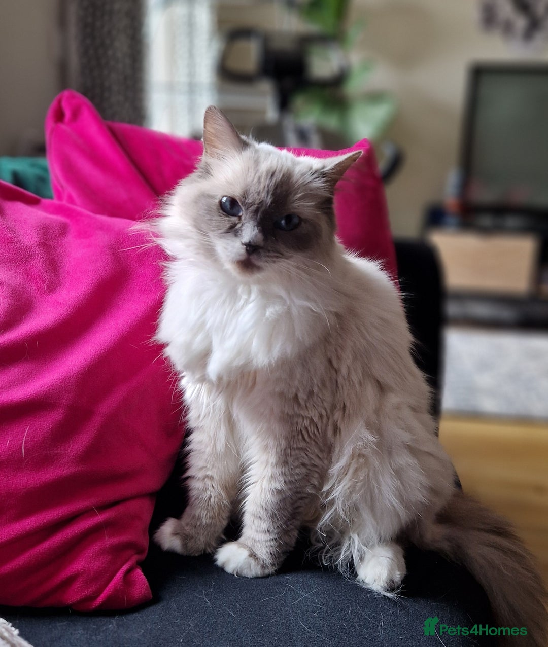 Ragdoll cats for sale: 2 ragdoll x british shorthair kittens  - Image 10