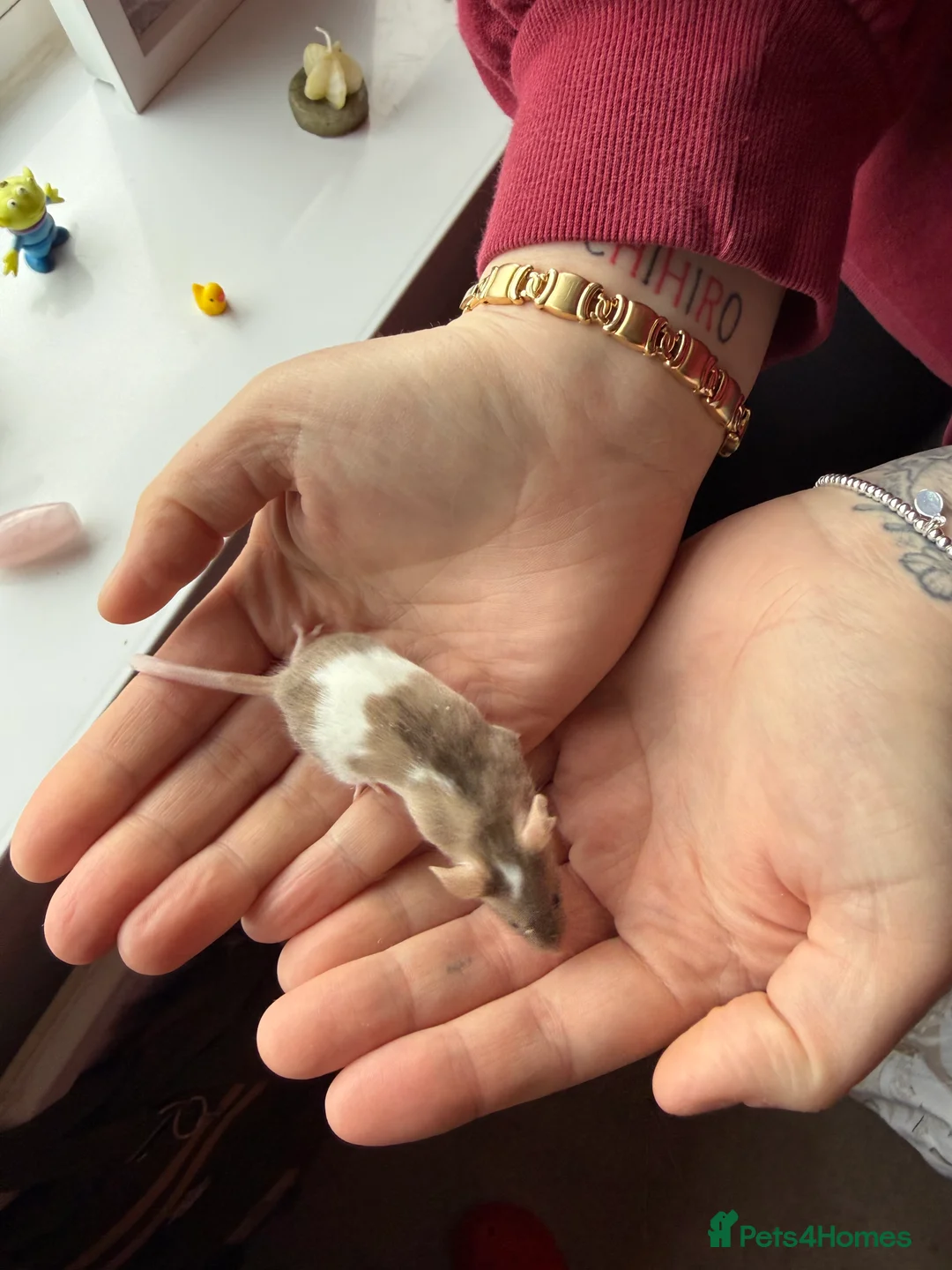 Mouse rodents for sale: Tri colour mice looking for new homes - Advert 2