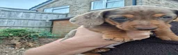 Miniature Dachshund dogs for sale: Miniature Dachshund puppies  in Derby - Advert 7