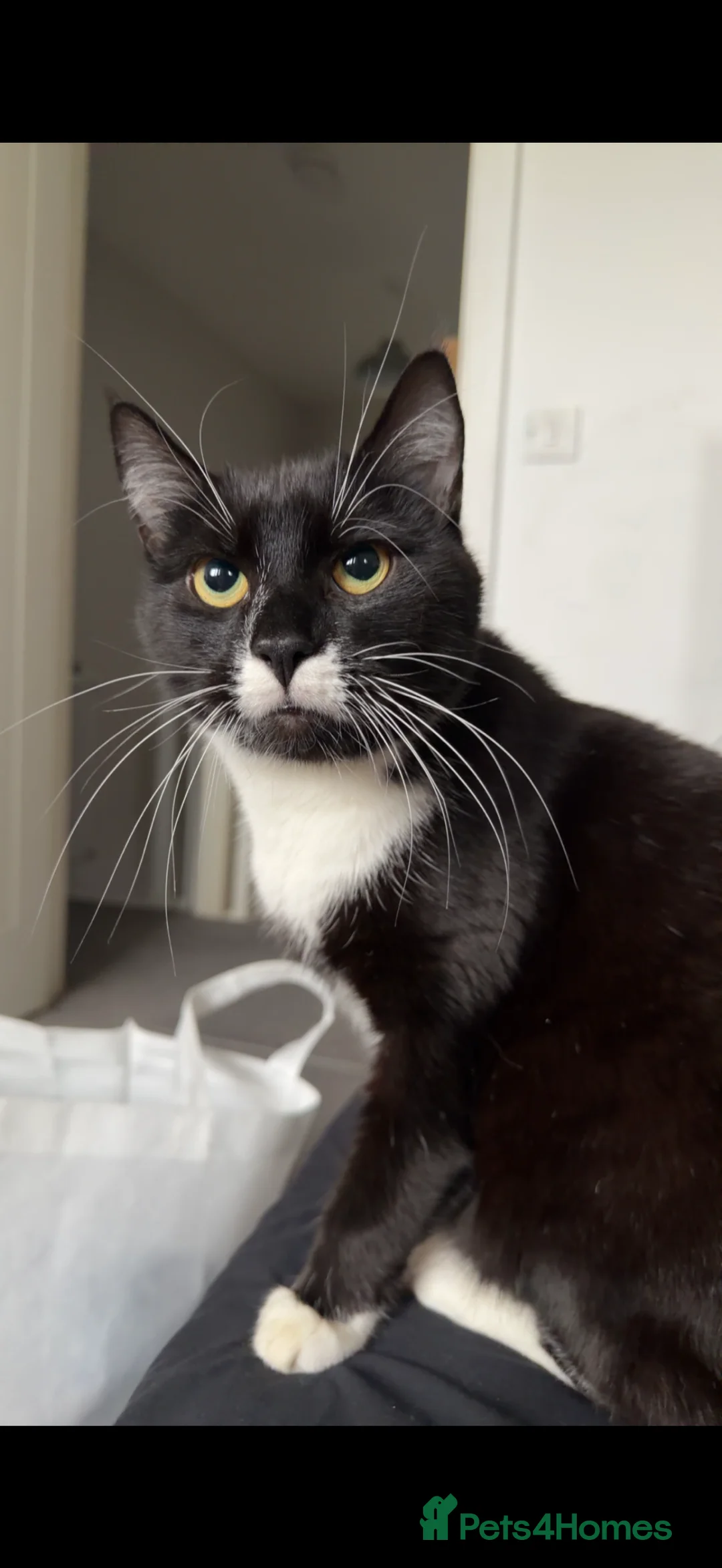 American Shorthair cats for sale: Salem and Lorenzo - Advert 2