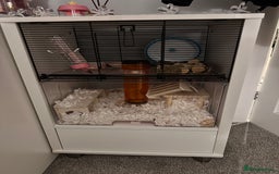 Hamster rodents for sale: Syrian Hamster  - Image 4