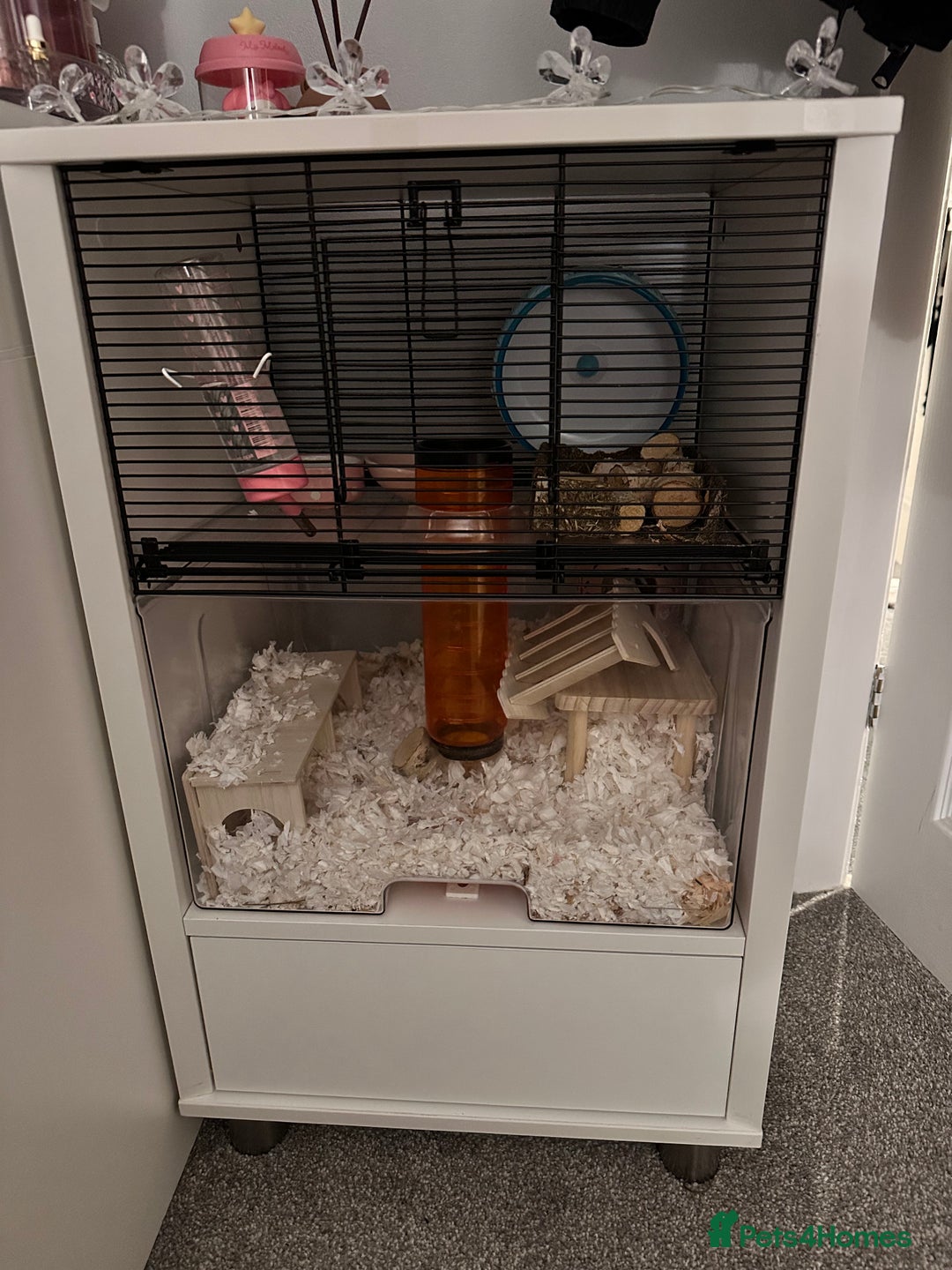 Hamster rodents for sale: Syrian Hamster  - Image 4