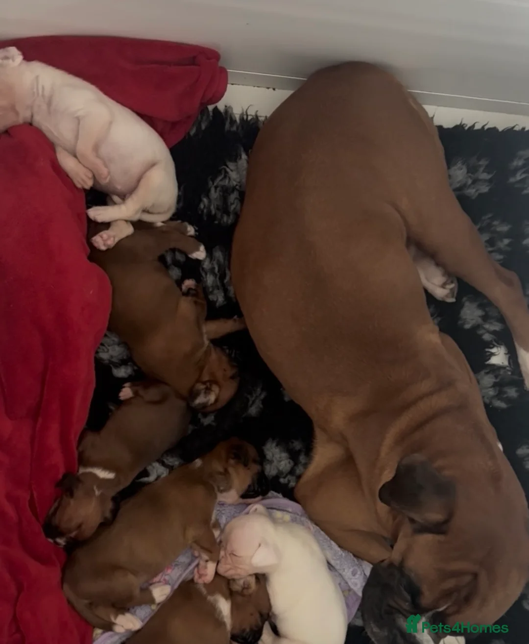 Boxer dogs for sale: Boxer Pups - Advert 1
