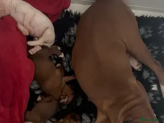 Boxer dogs Boxer Pups - Advert 11