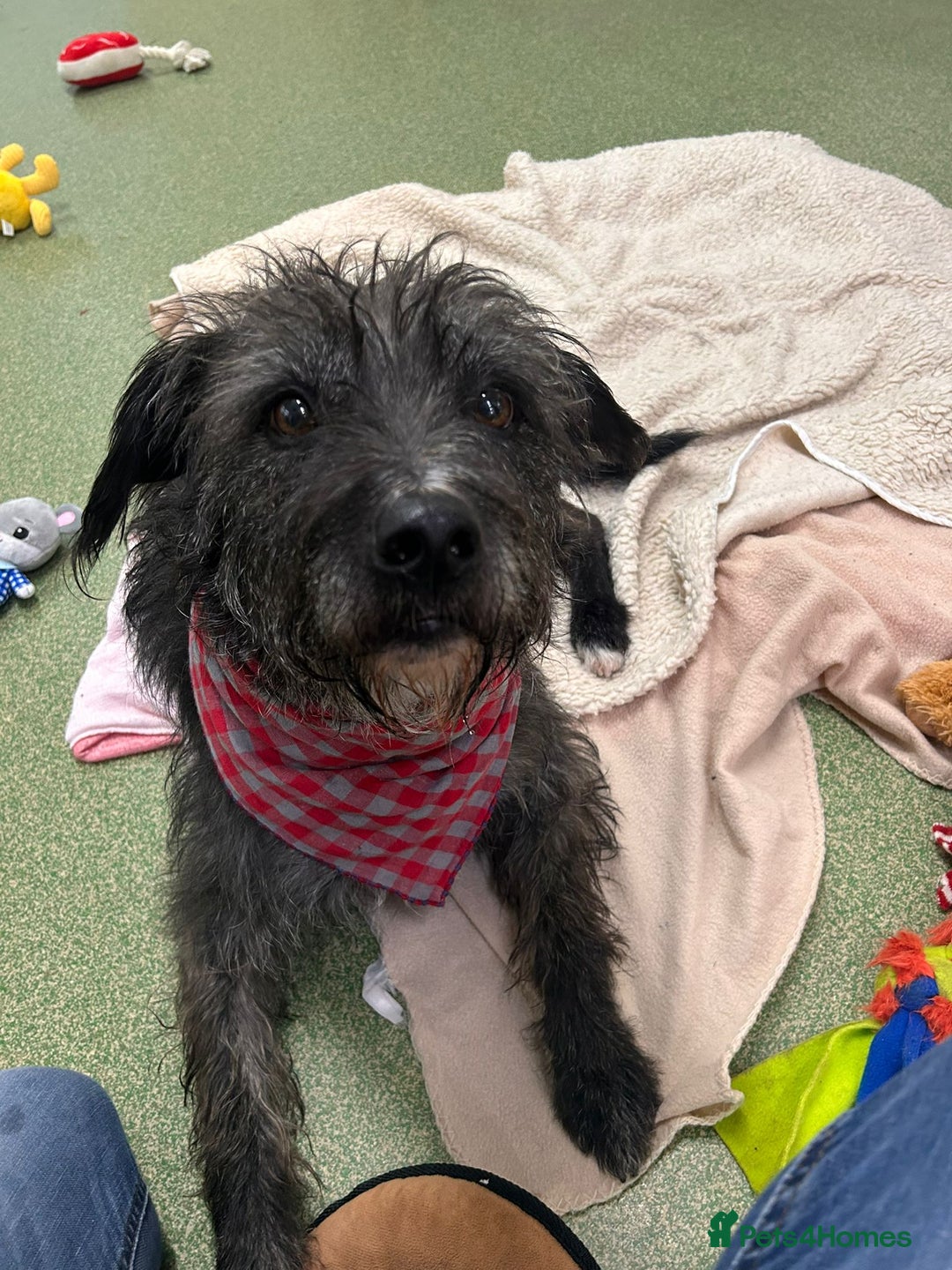 Mixed Breed dogs for adoption: Haggis - Advert 2