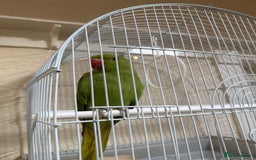 Parrots birds for sale: Parrot - Image 2