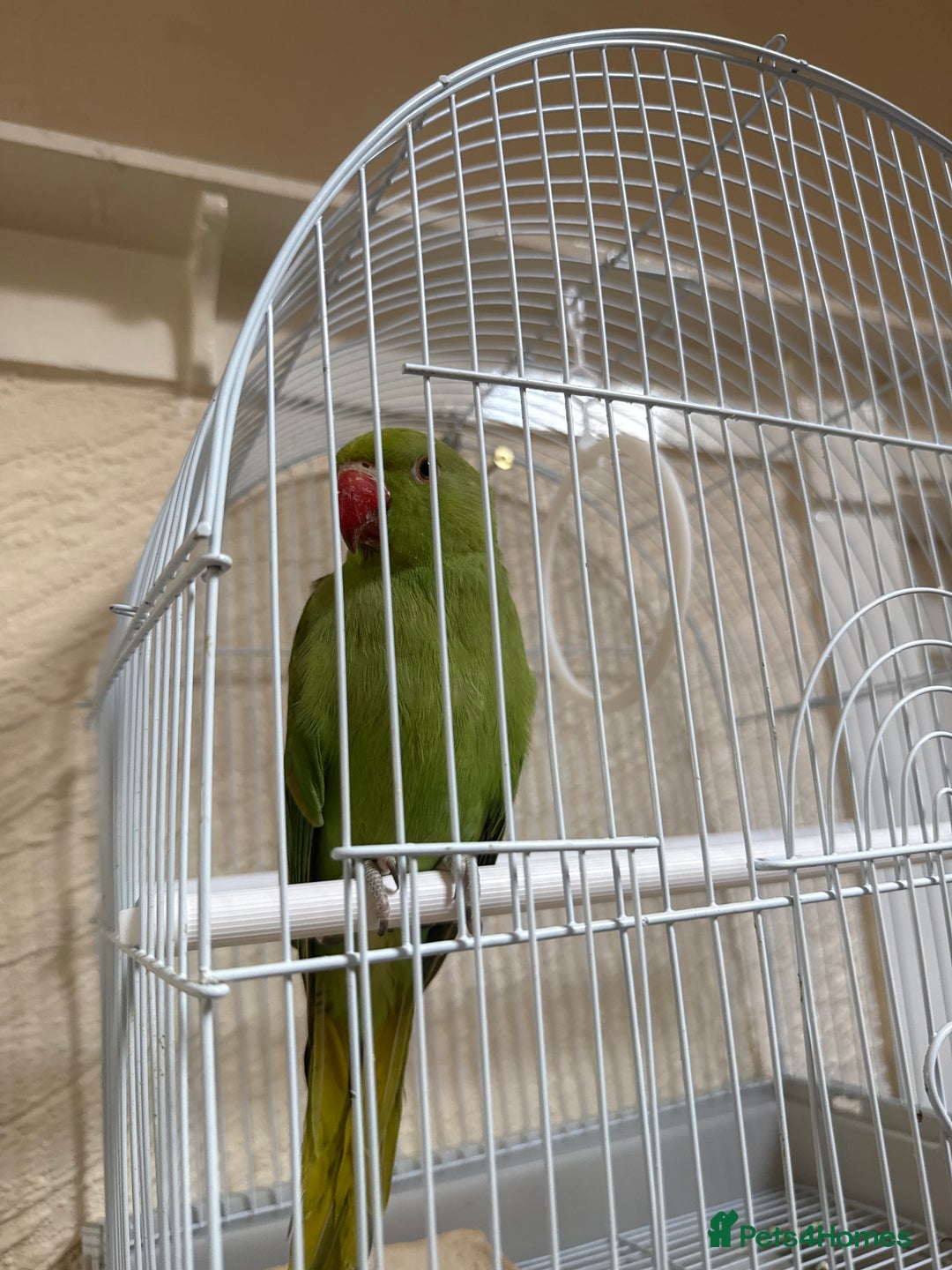 Parrots birds for sale: Parrot - Image 2