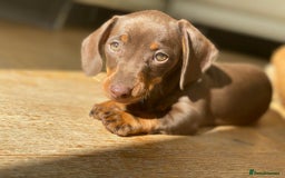 Miniature Dachshund dogs for sale: Pra clear miniature dachshunds - Image 20