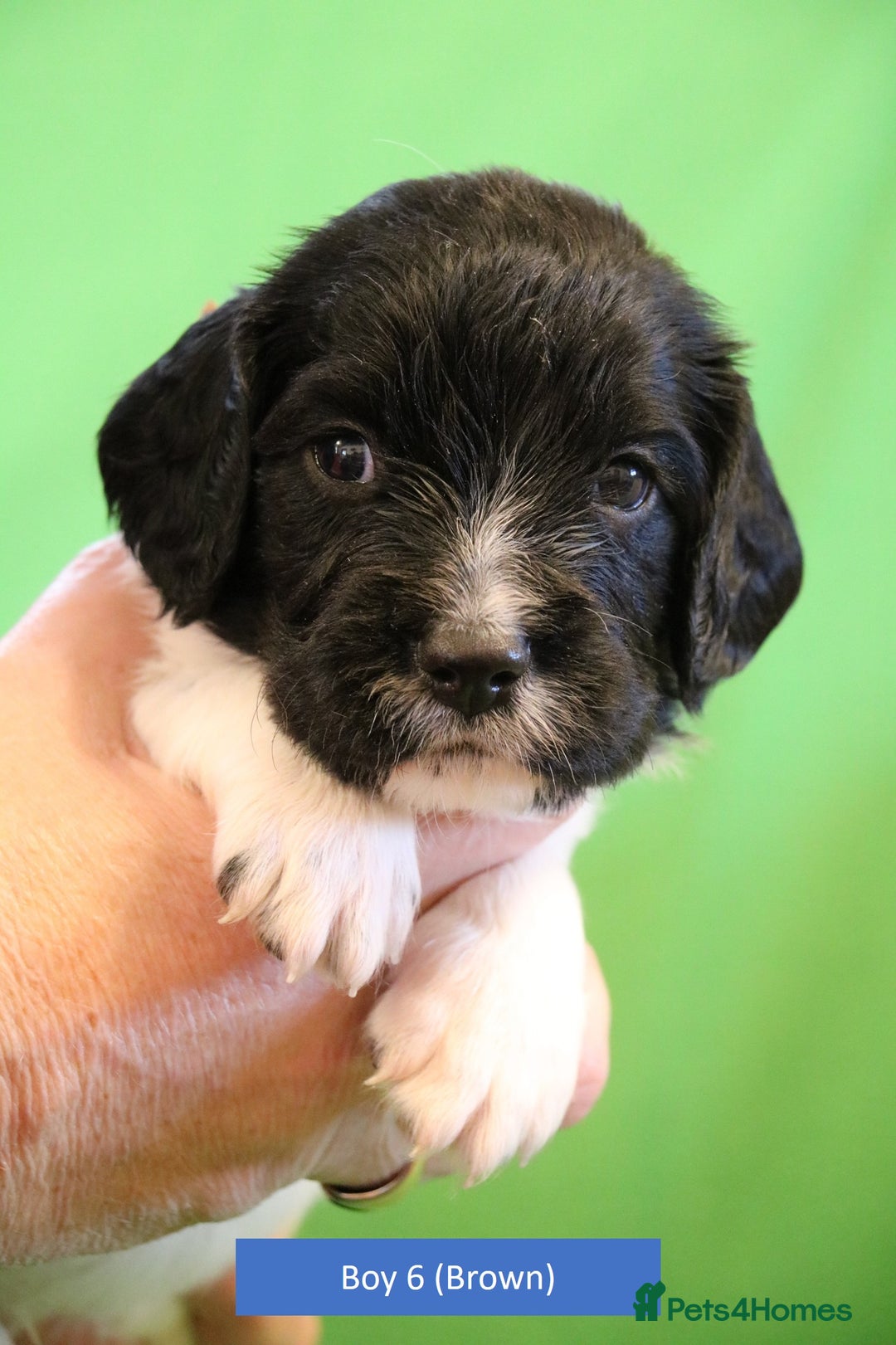 English Springer Spaniel dogs for sale: Health Tested English Springer Spaniel Puppies - Advert 8