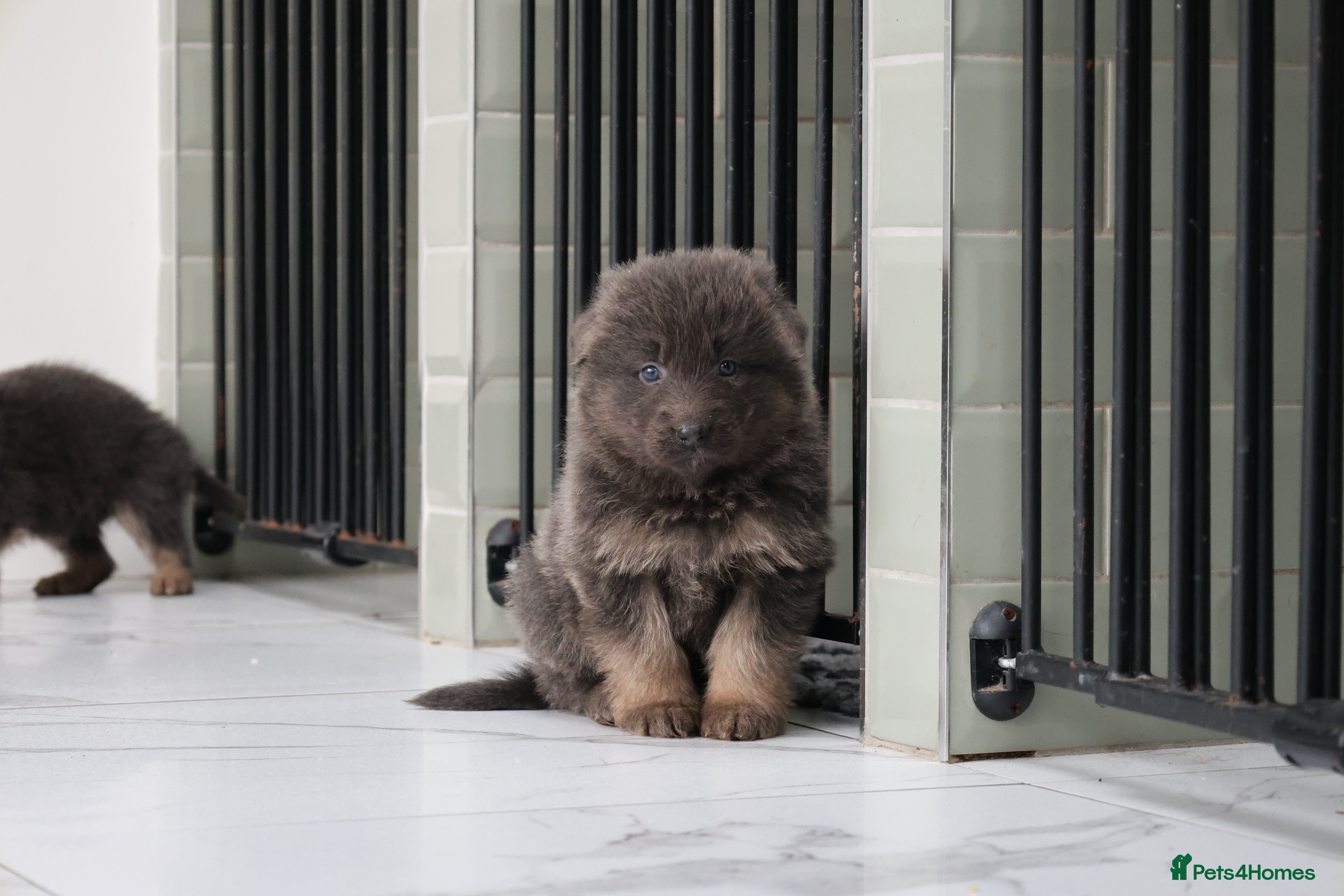 German Shepherd dogs 💙KC health tested parents 💙 - Advert 1