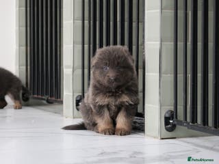 German Shepherd dogs 💙KC health tested parents 💙 - Advert 1