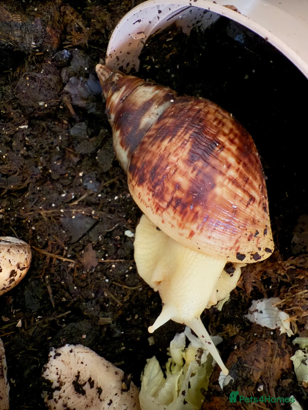 Snails invertebrates for sale: African land snails  - Advert 6