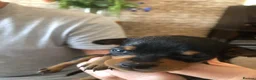 Miniature Pinscher dogs for sale: Kc miniature pinschers 2 boys 4 girls in Darlington - Advert 3