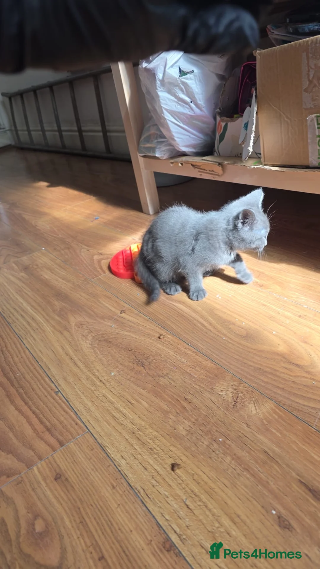 Mixed Breed cats for sale: Nebelung mixed kitten  - Advert 2
