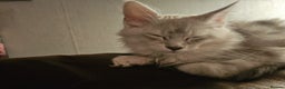 Maine Coon cats for sale: TICA PEDIGREE MAINE COON SHADED KITTENS AVAILABLE - Advert 29