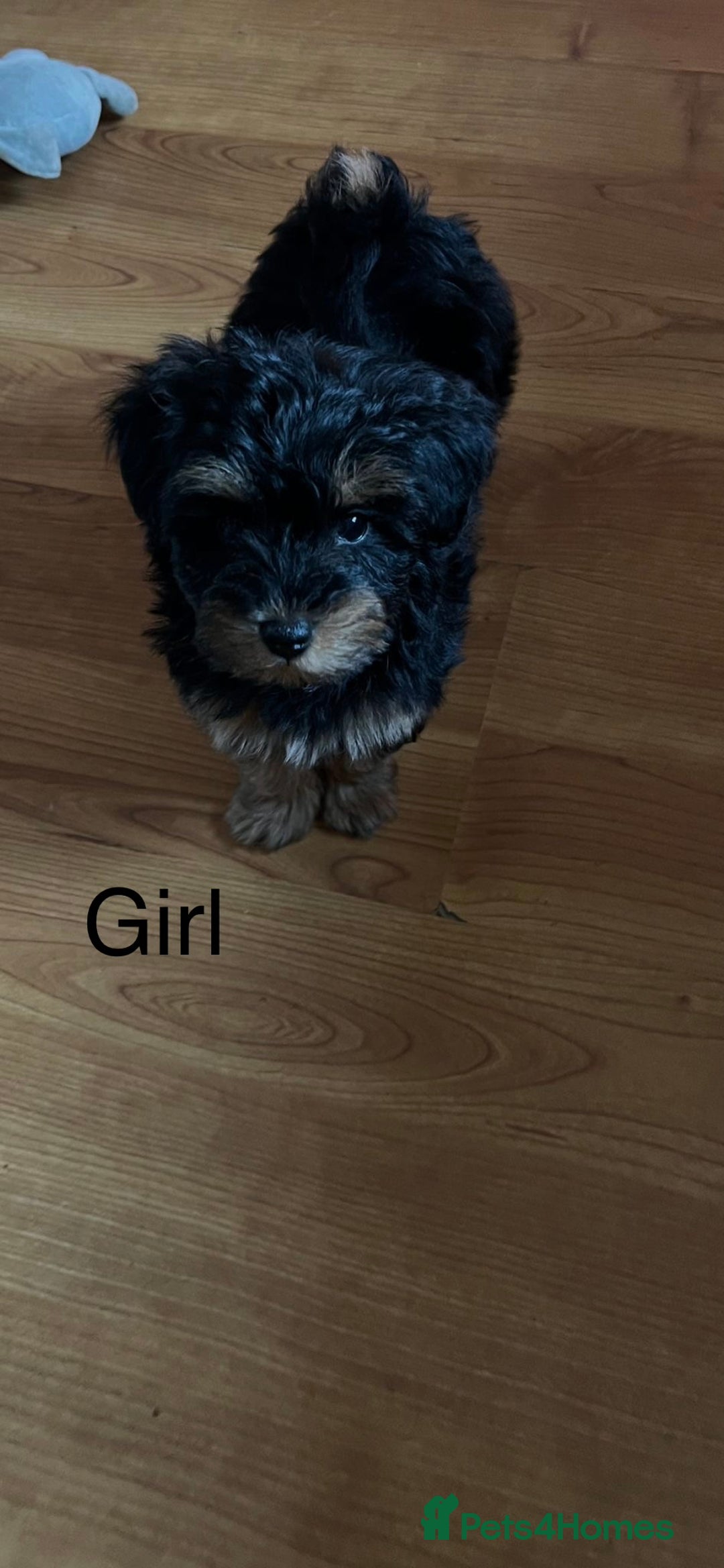 Schnoodle dogs for sale: American Toy Schnoodle Puppies *READY TO GO* - Advert 10
