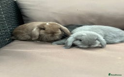 Mini Lion Lop rabbits for sale: Mini lop rabbits  - Image 5