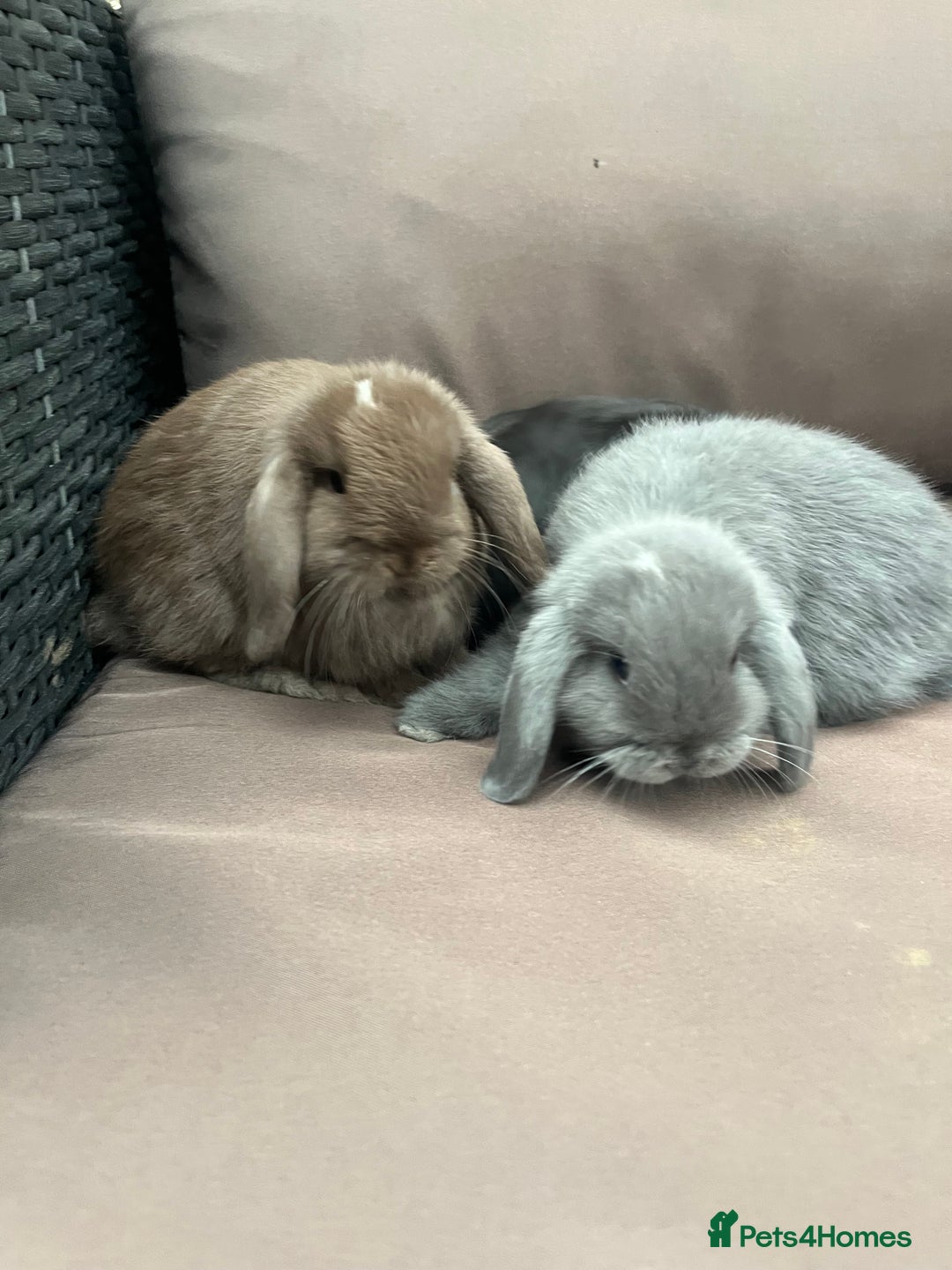 Mini Lion Lop rabbits for sale: Mini lop rabbits  - Image 5