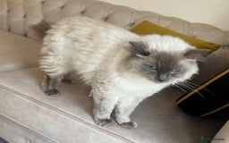 Ragdoll cats for sale: Pure Blue Point Ragdoll Male  - Image 6