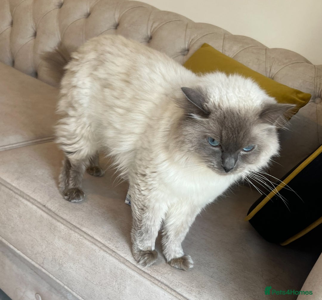 Ragdoll cats for sale: Pure Blue Point Ragdoll Male  - Image 6