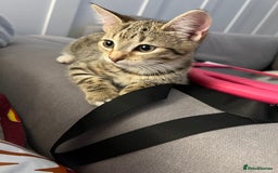 Mixed Breed cats for sale: 1 beautiful female kitten  - Image 1