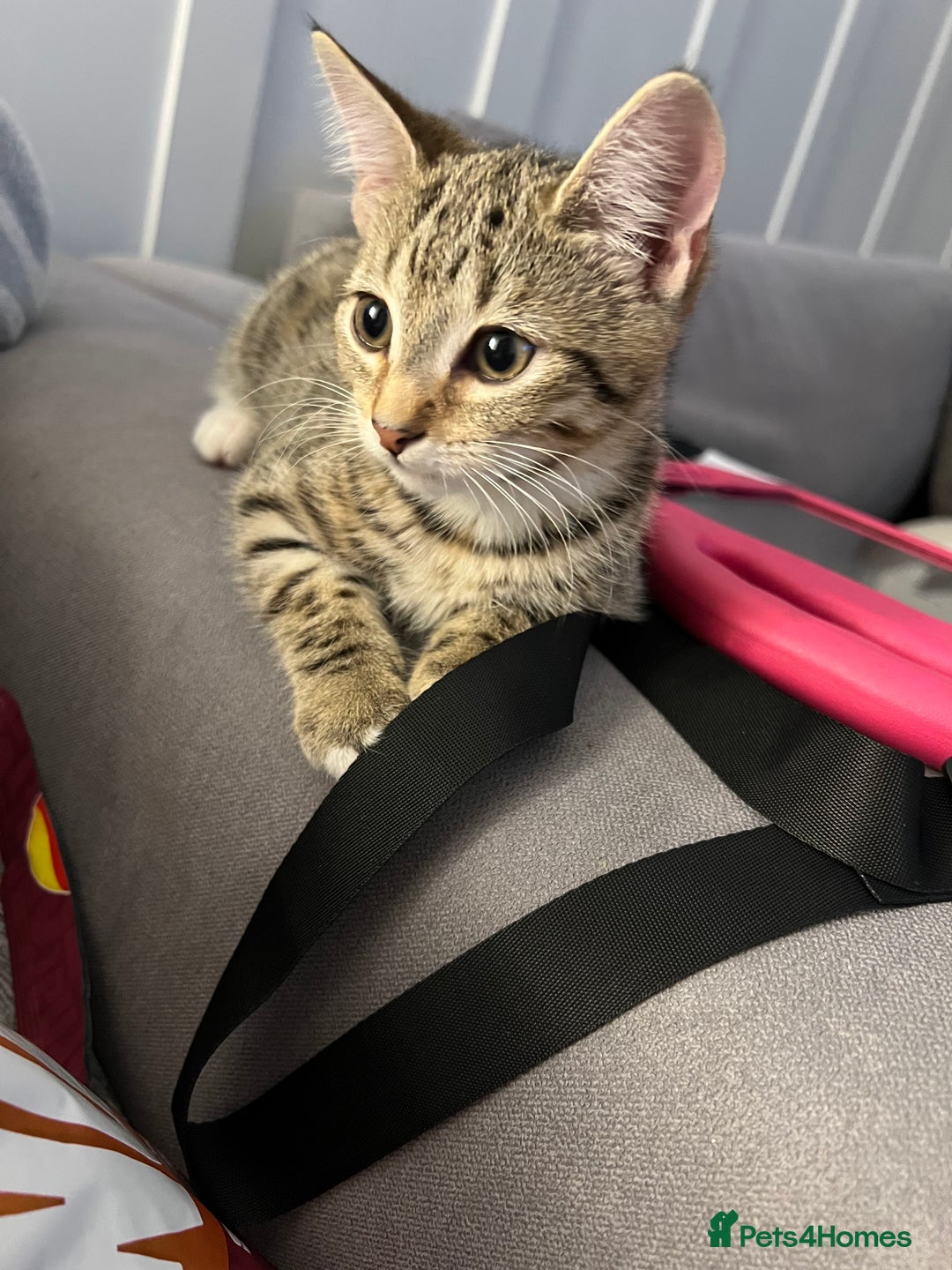 Mixed Breed cats for sale: 1 beautiful female kitten  - Image 1