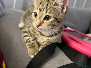 Mixed Breed cats - Advert 31