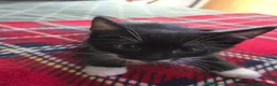 Mixed Breed cats for sale: Tuxedo Kittens Ready For a Home - Advert 4