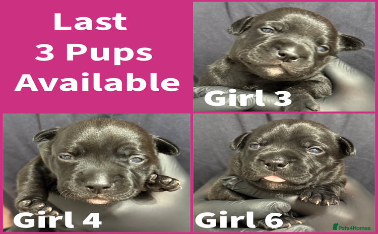 Staffordshire Bull Terrier dogs - Advert 2