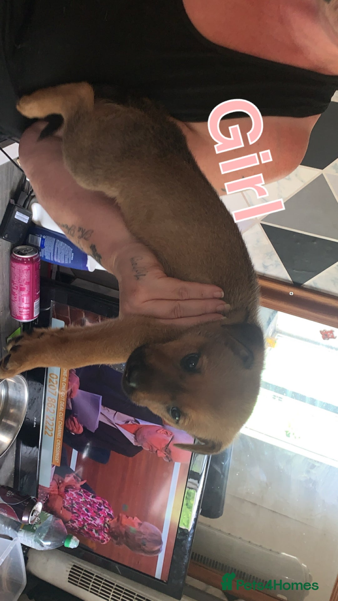 Mixed Breed dogs for sale: German Shepherd x Staffy  - Image 1