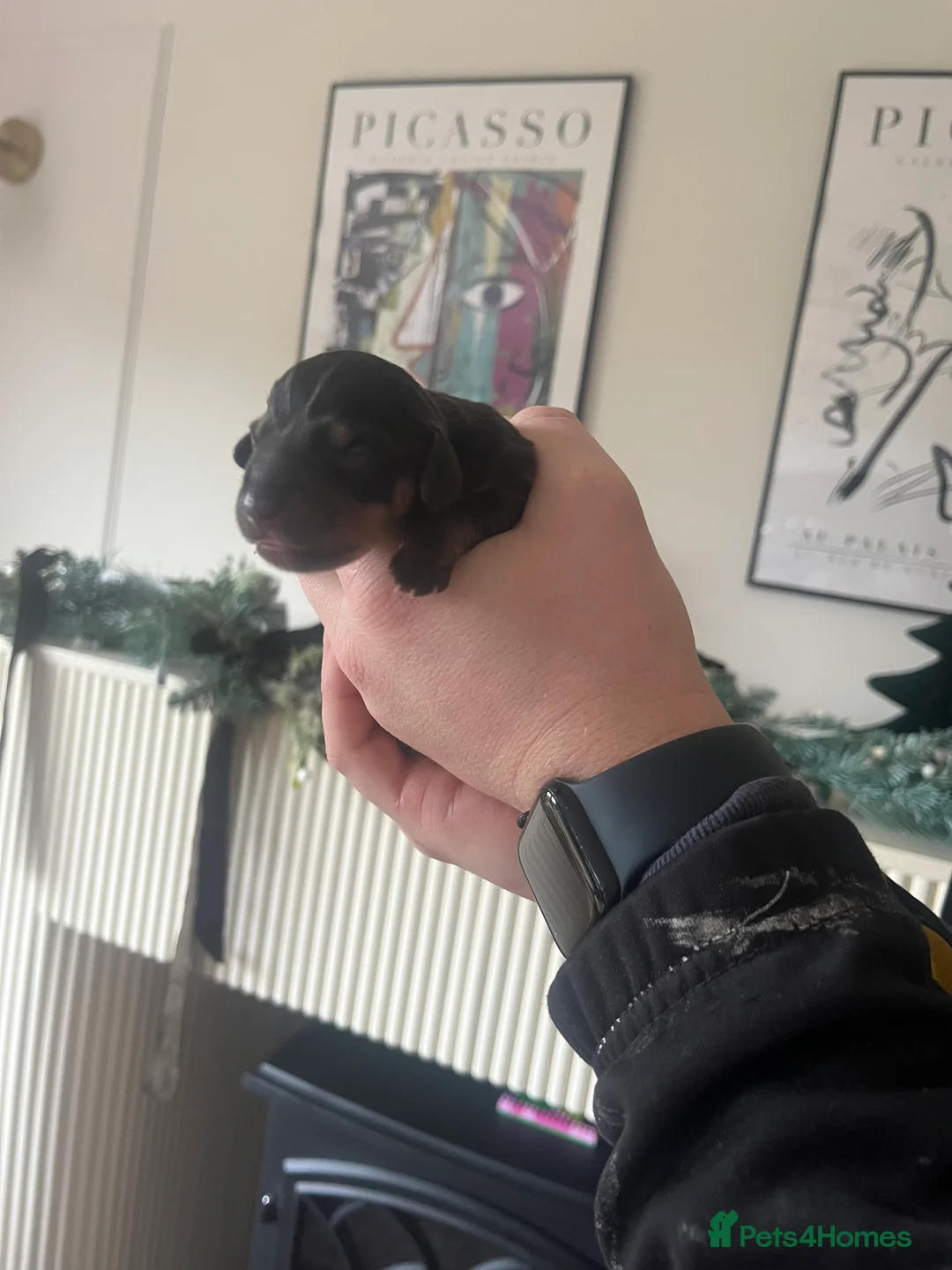 Dachshund dogs for sale: Dacshund Puppies - Advert 6