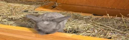 Mini Lion Lop rabbits for sale: Late summer babies  - Advert 5