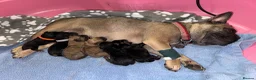 Mixed Breed dogs for sale: F1 Floodle puppies  in Letchworth Garden City - Advert 1