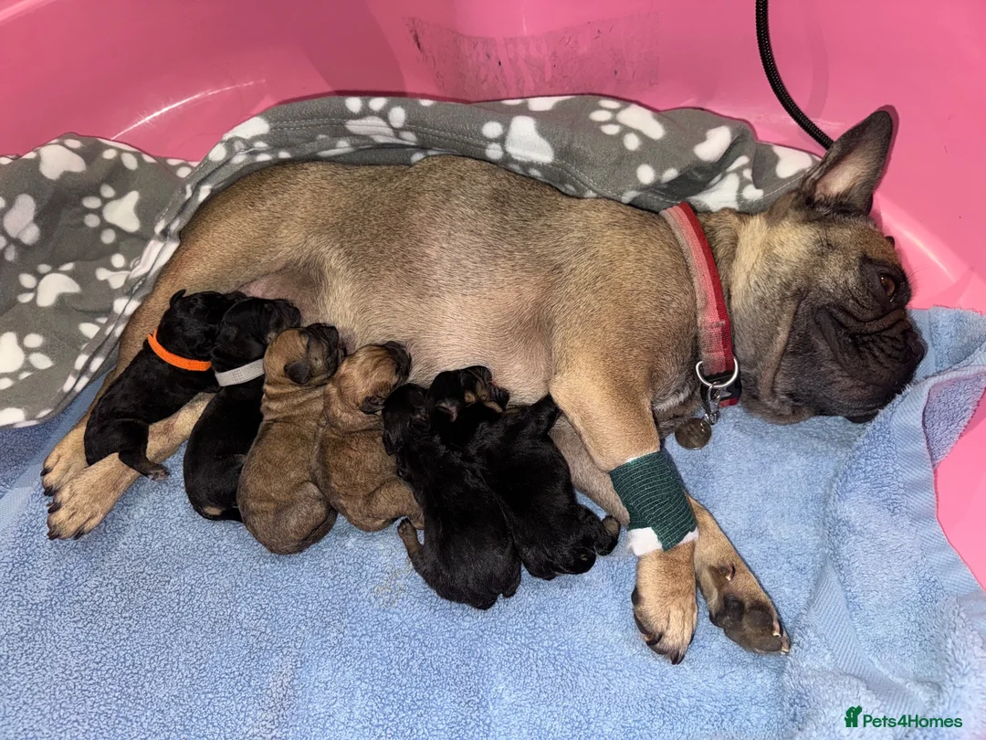 Mixed Breed dogs for sale: F1 Floodle puppies  in Letchworth Garden City - Advert 1