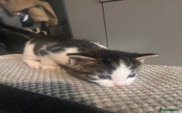 Mixed Breed cats for sale: 5 beautiful kittens  - Image 5