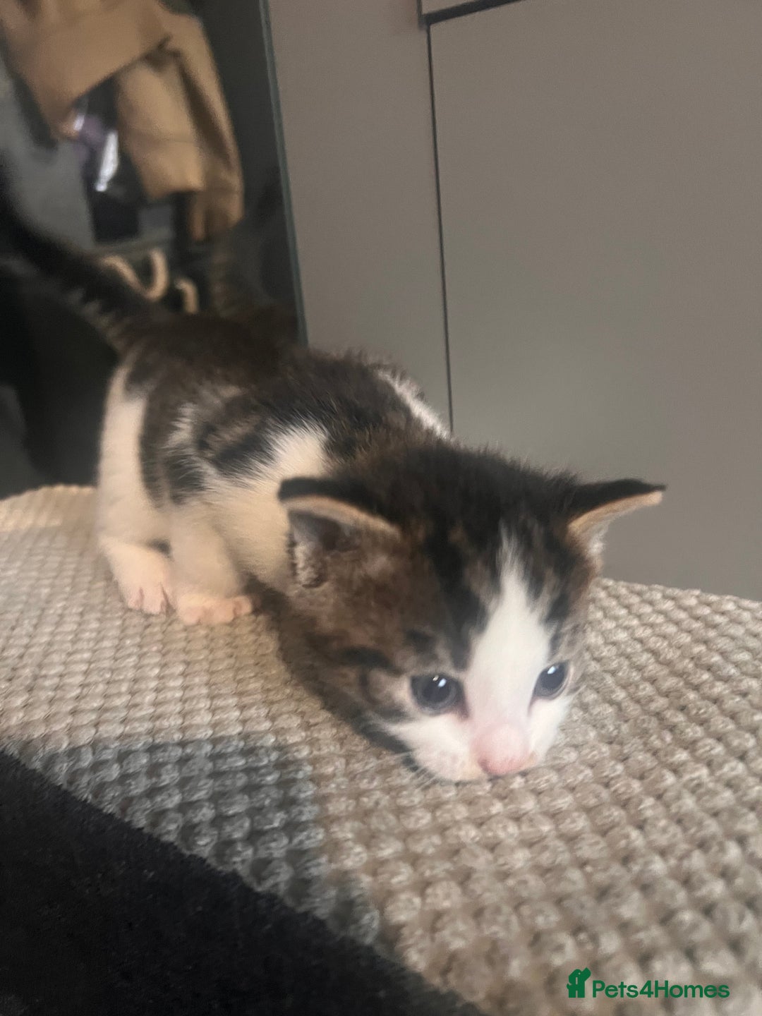 Mixed Breed cats for sale: 5 beautiful kittens  - Image 5