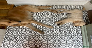 Golden Retriever dogs - Advert 2