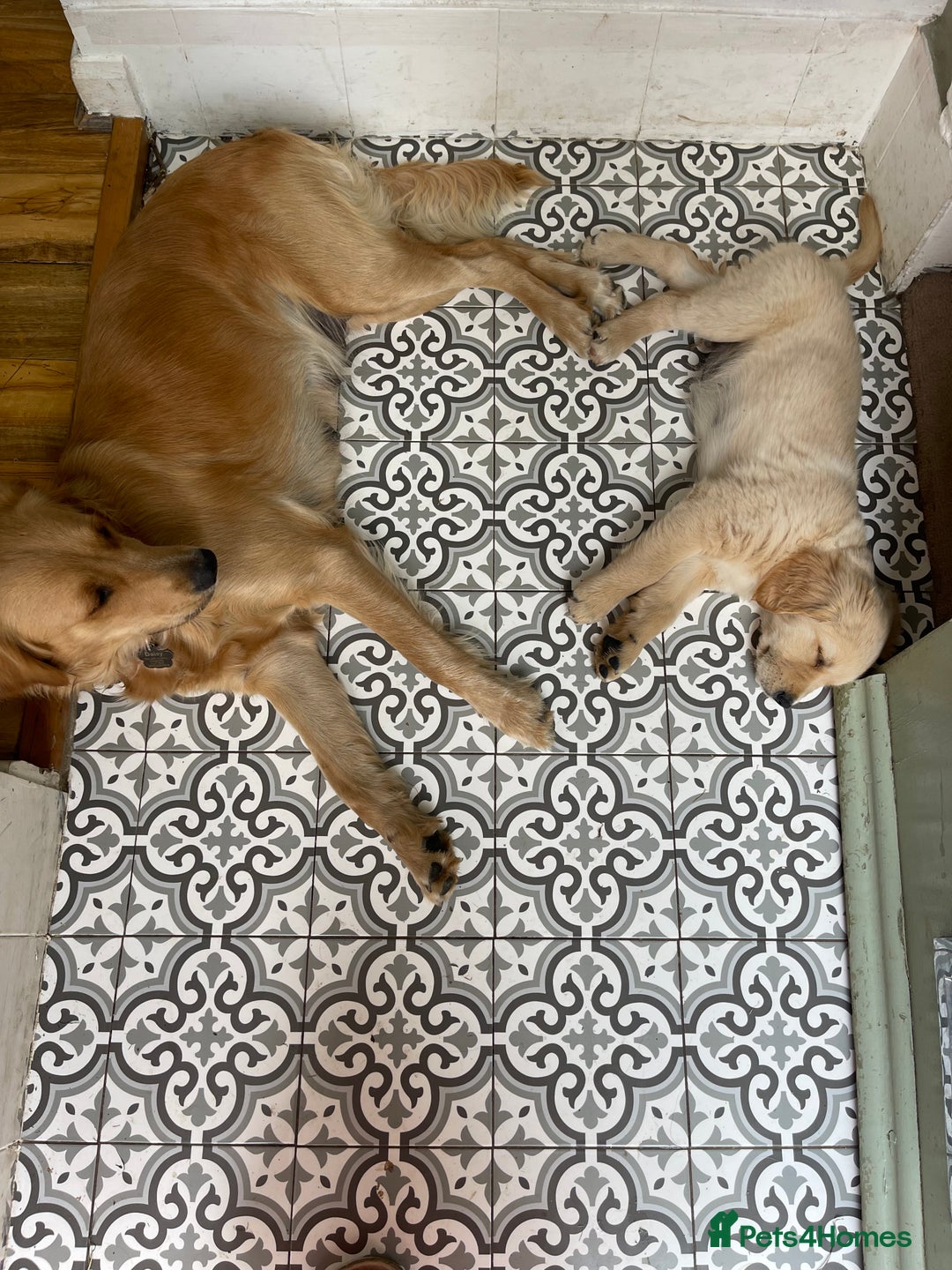 Golden Retriever dogs for sale: Absolutely stunning pedigree little boy  - Image 3