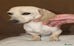 Miniature Dachshund dogs for sale: Minature cream Daschund boy  - Advert 4