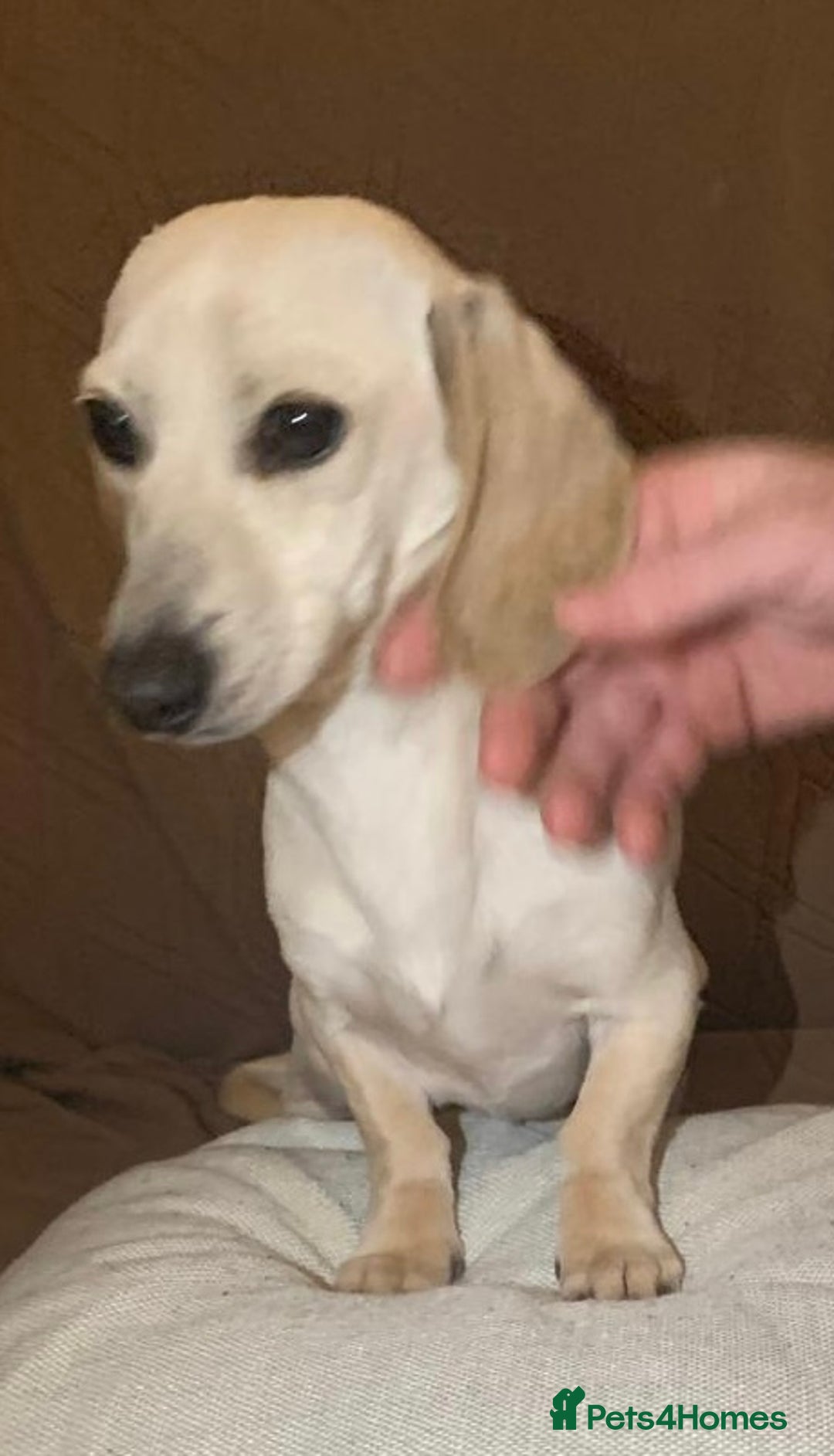 Miniature Dachshund dogs for sale: Minature cream Daschund boy  - Advert 4