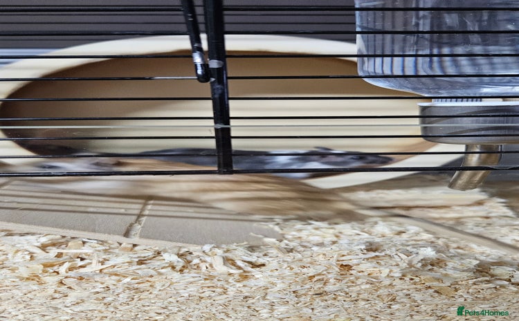 Gerbil rodents - Advert 3