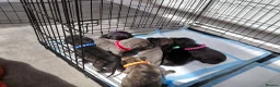 Mixed Breed dogs for sale: Whippet terrier X Cane corso - Advert 5